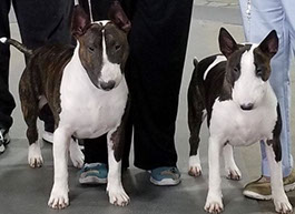 Bull terrier store rescue northern california